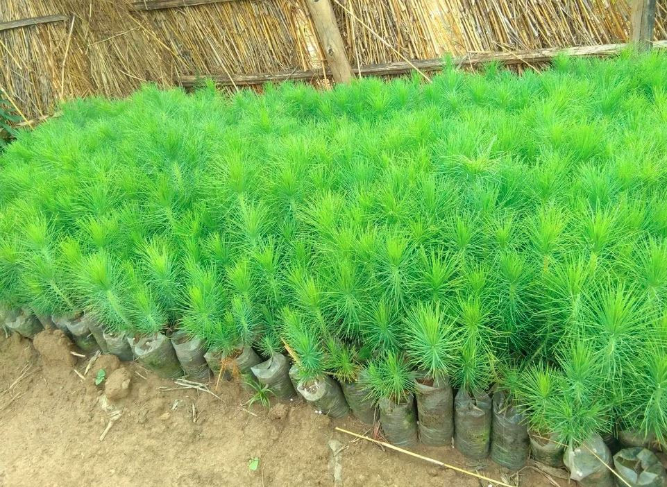 Protocol for Establishment of Pinus Patula Demonstration Plot